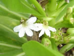 naupaka